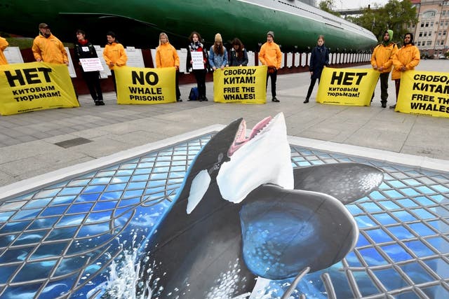 Greenpeace activists protest against the 'whale prison', where the mammals are kept in cage