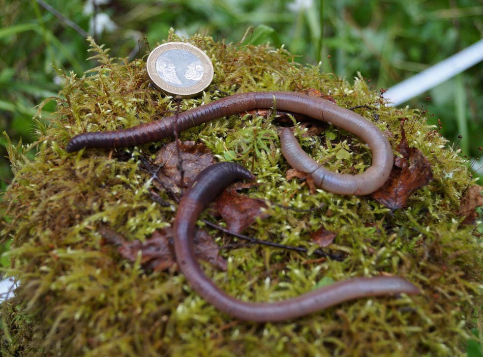 Worms are showing up in Earth's northernmost forests, creating major unknowns for climate-change models