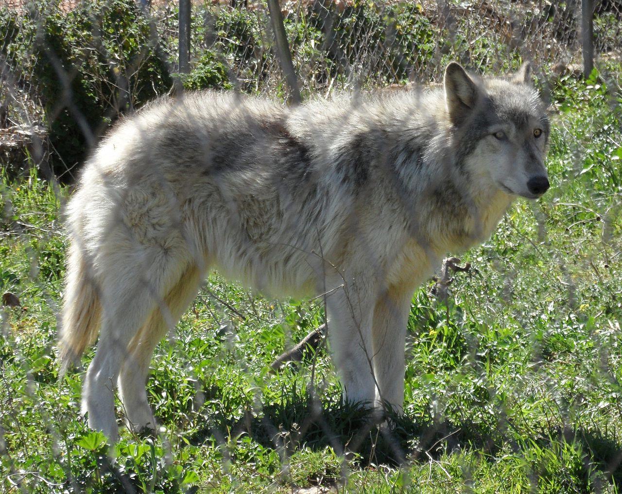 Swarms' of wolf-dog hybrids sweeping Europe, study reveals | The  Independent | The Independent
