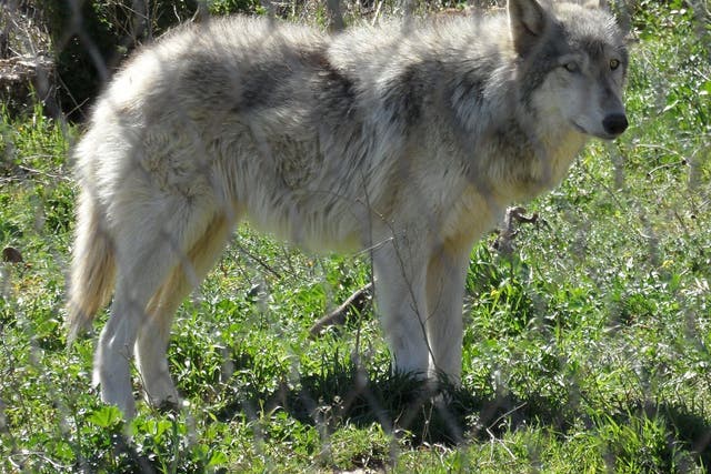 <p>File image: Experts say mixed genetic makeup of wolf-dog hybrids makes their behaviour difficult to predict</p>