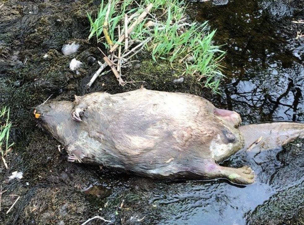 An investigation has been launched after a pregnant beaver was found shot dead on a riverbank between Crieff and Comrie in Perthshire