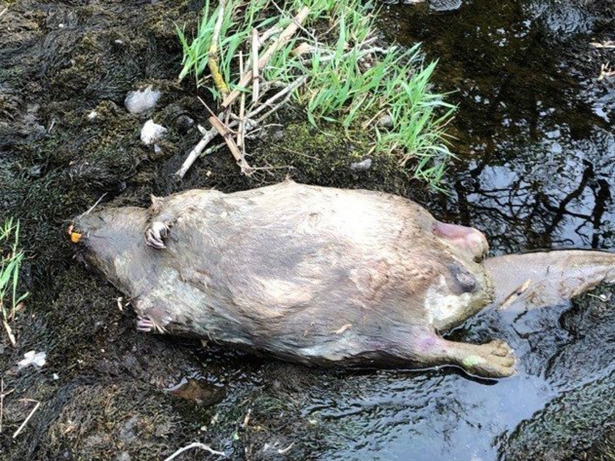 Pregnant beaver illegally shot dead in Scotland, weeks after species given  protected status | The Independent | The Independent