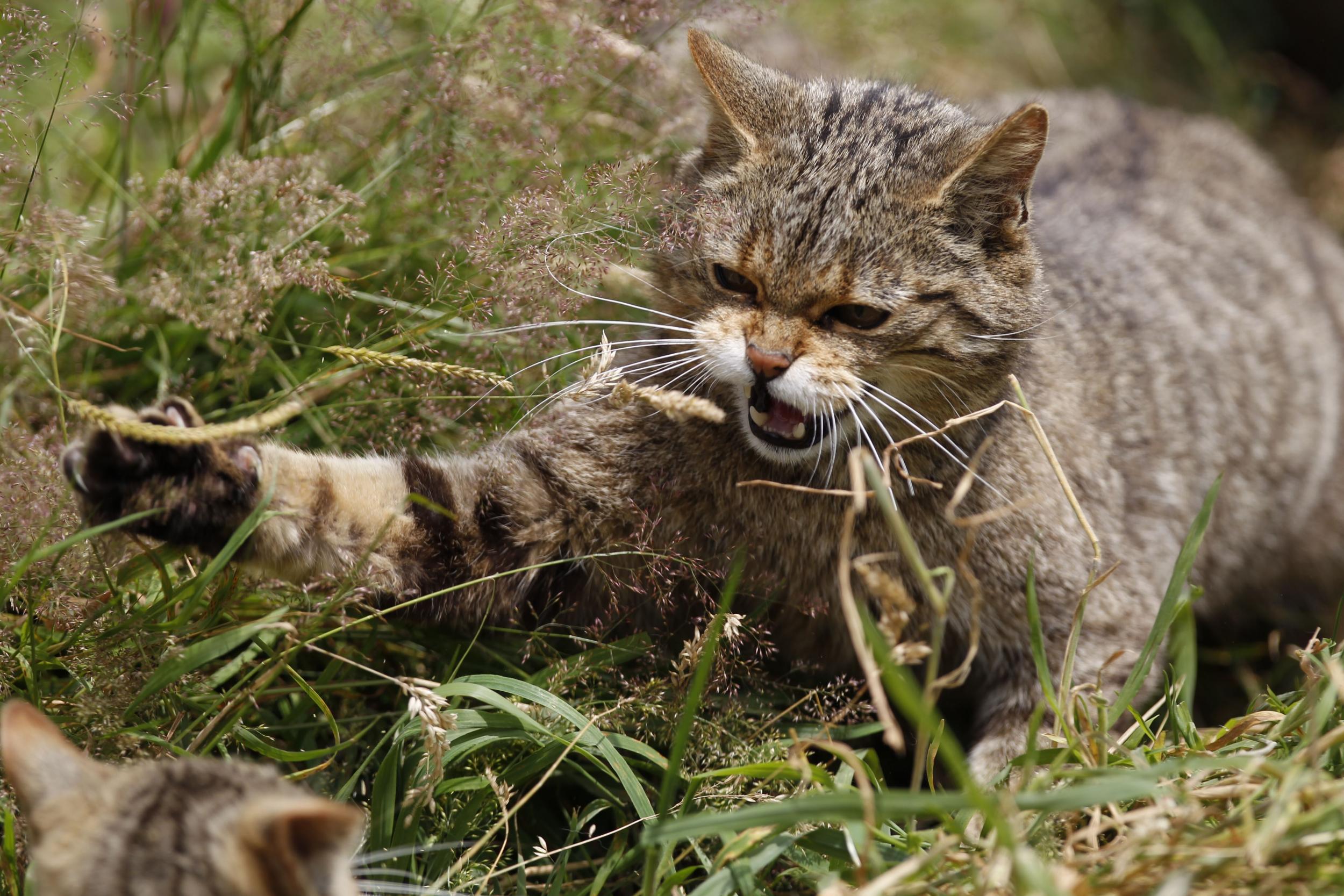 The Scottish wildcat, also known as the Highland tiger, is the only native member of the cat family still found in the wild in Britain (Bob Brind-Surch/Natures Photos)