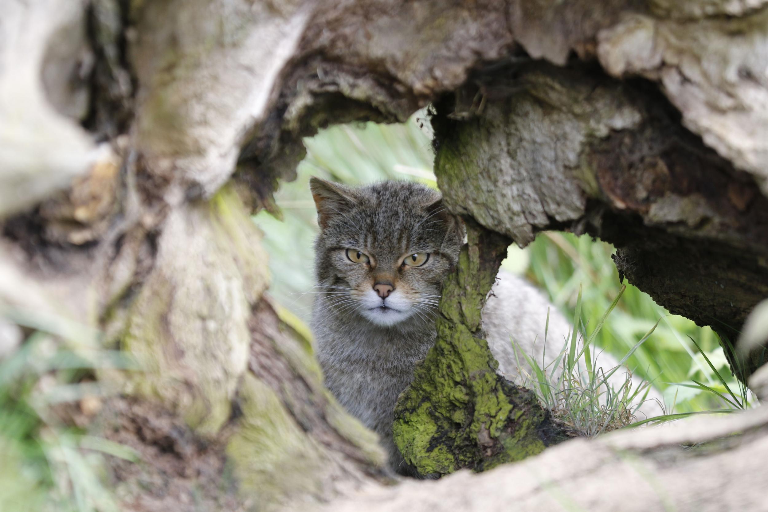 The typical British wildcat is similar in appearance to a domestic cat. Pictured is one set to be released by Gow (Bob Brind-Surch/Natures Photos)