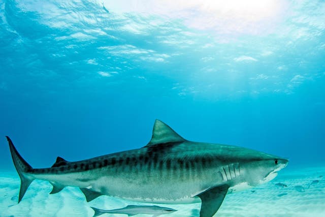 A tiger shark killed a woman off the coast of Maui in 2015