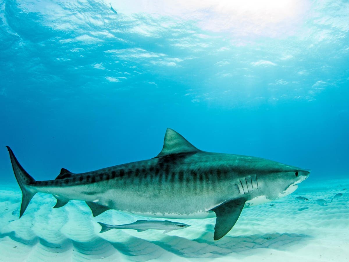 Man Killed In Shark Attack While Swimming 60 Yards Off Hawaii Beach The Independent The Independent