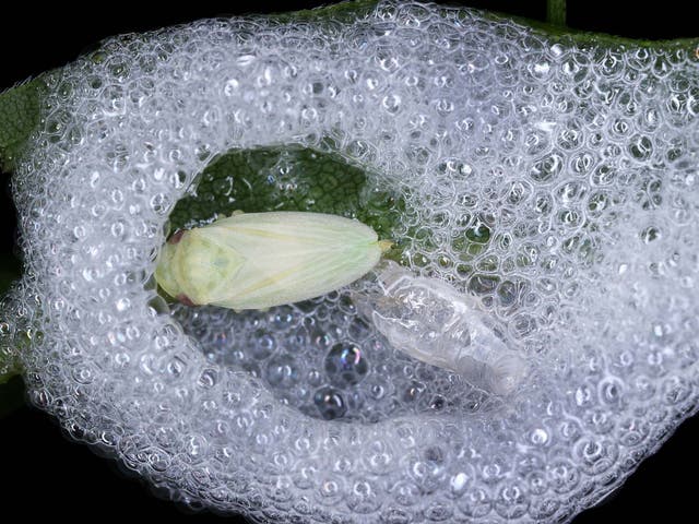 Spittlebugs are known to transmit a deadly disease from plant to plant