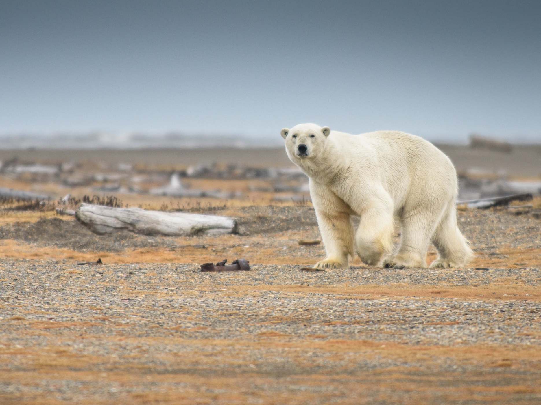 Polar bears have seen their habits drastically change in recent years
