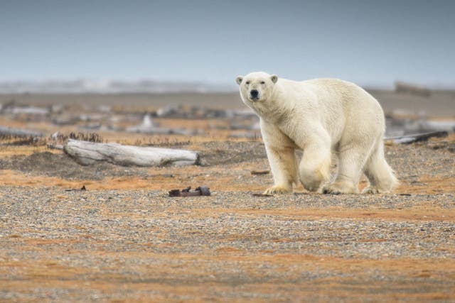 Polar bears have seen their habits drastically change in recent years