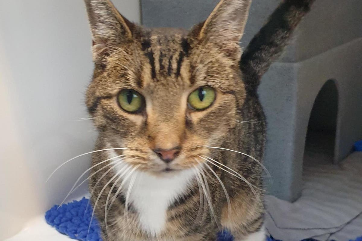 Cat who can’t stop sneezing stuck at rescue centre because ‘nobody will