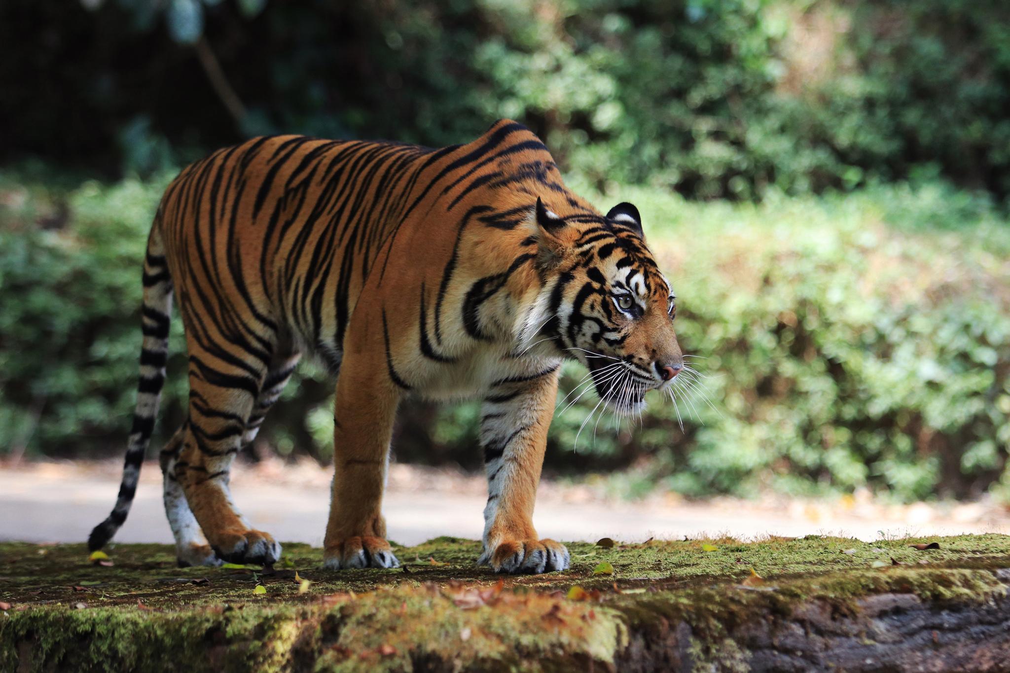 India is home to about 60 per cent of the world’s tiger population