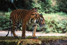 How India’s nuclear drive is testing its commitment to protect tigers