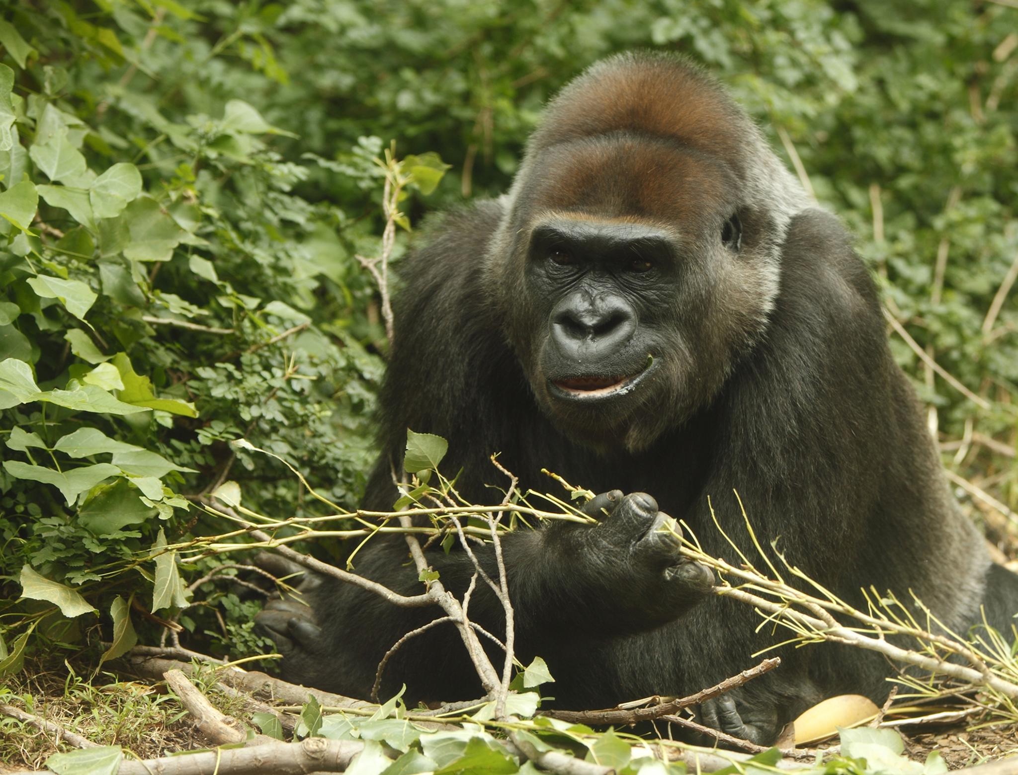 canada goose vs gorilla