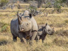 Two ‘rhino poachers’ die after crashing into goat