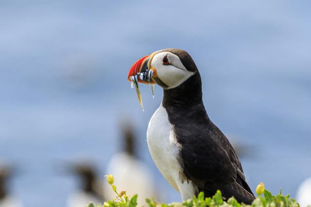 Manx shearwater, puffins and guillemots are flourishing on the island off Devon
