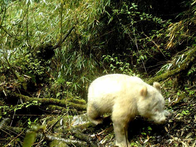 The rare albino panda was photographed in a forest in Sichuan province in April