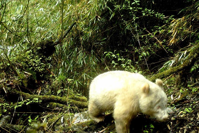 The rare albino panda was photographed in a forest in Sichuan province in April