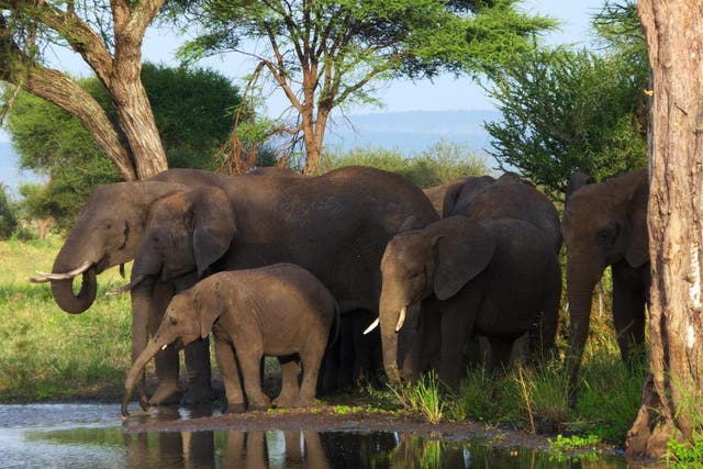 Several global organizations say that elephant tourism is inherently wrong, and should be phased out