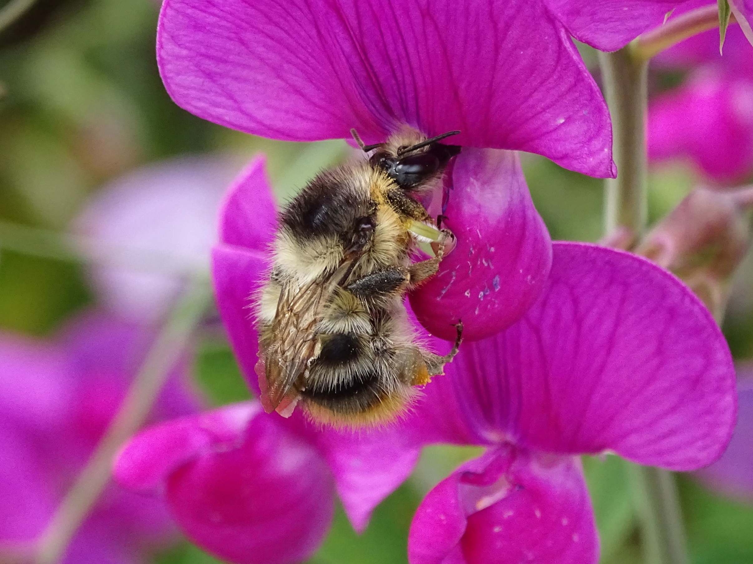How to help hibernating bumblebees - Bee The Change