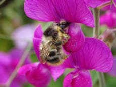 Bumblebees suffer worst year since 2012 after extreme weather