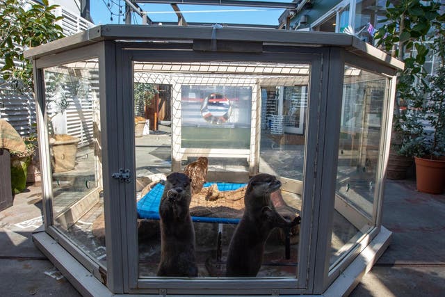 Otters used as a tourist attraction in a cafe in Tokyo