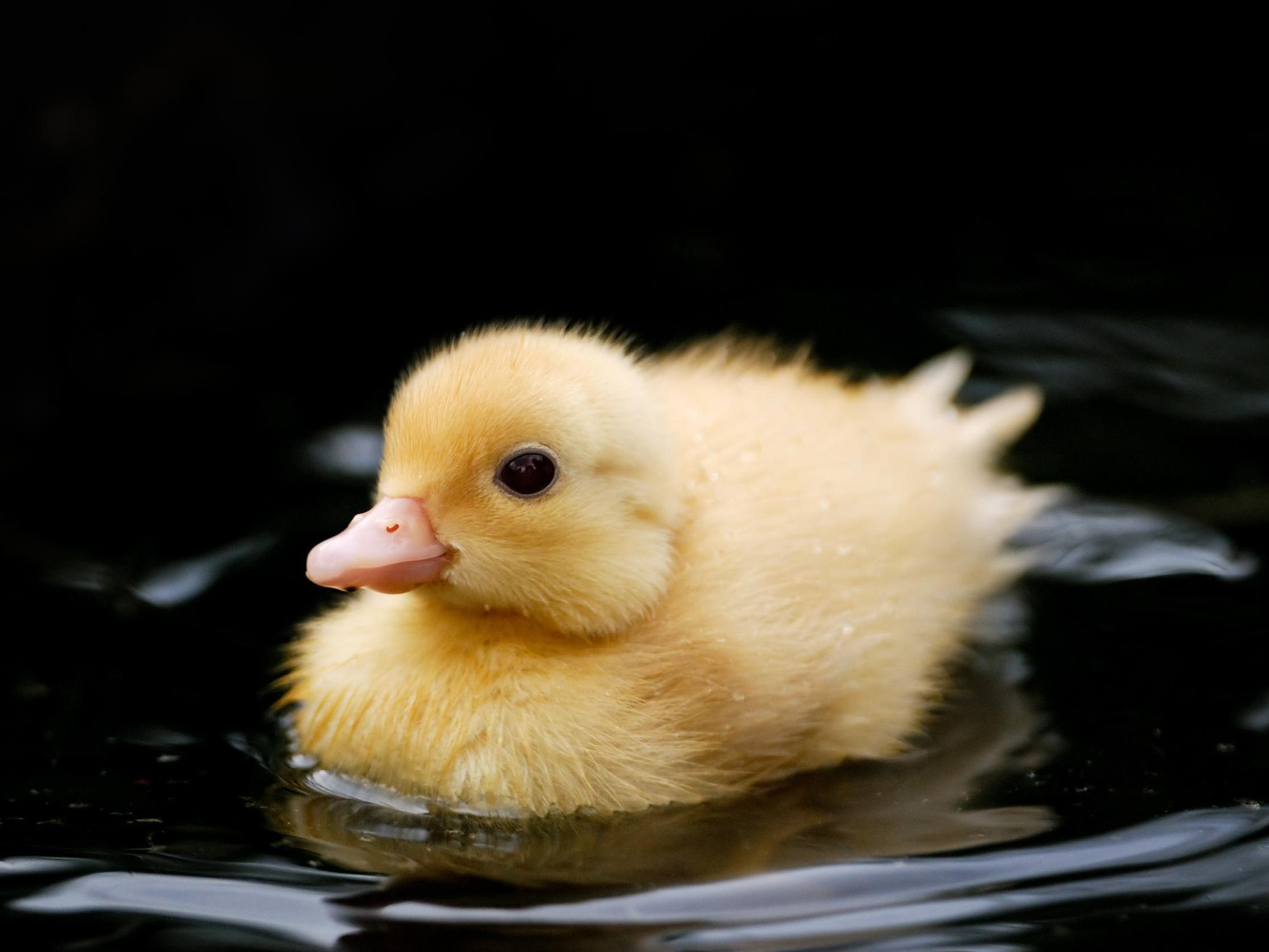 ‘It wandered off and I hope it’s okay. It was a beautiful little duck’