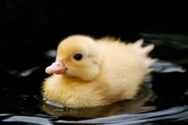 ‘It wandered off and I hope it’s okay. It was a beautiful little duck’