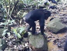 Chimpanzees caught fishing for crabs