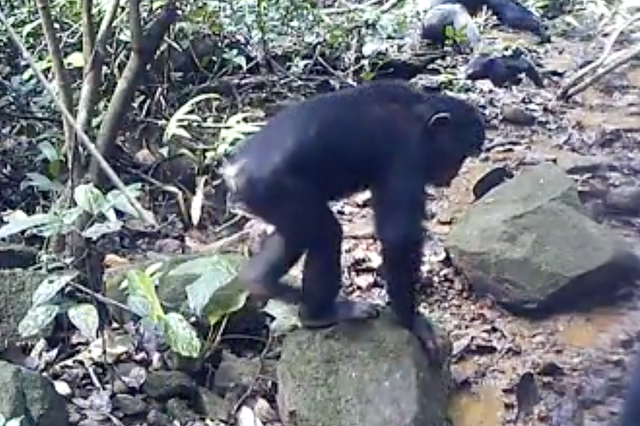 The apes were seen overturning rocks in their hunt for freshwater crabs