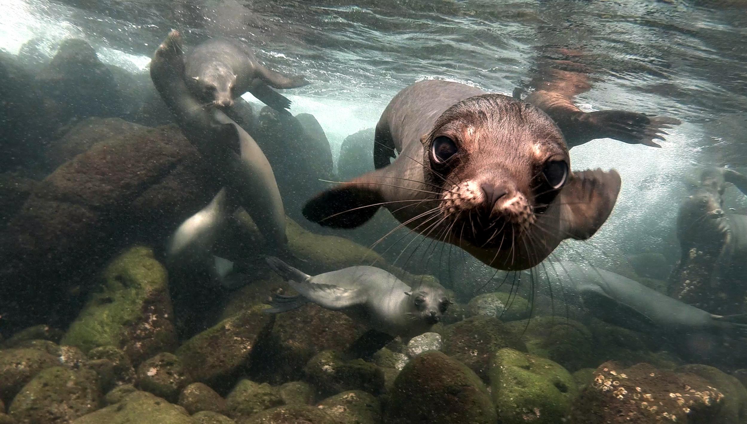 Get up close and personal with seals on a dive trip