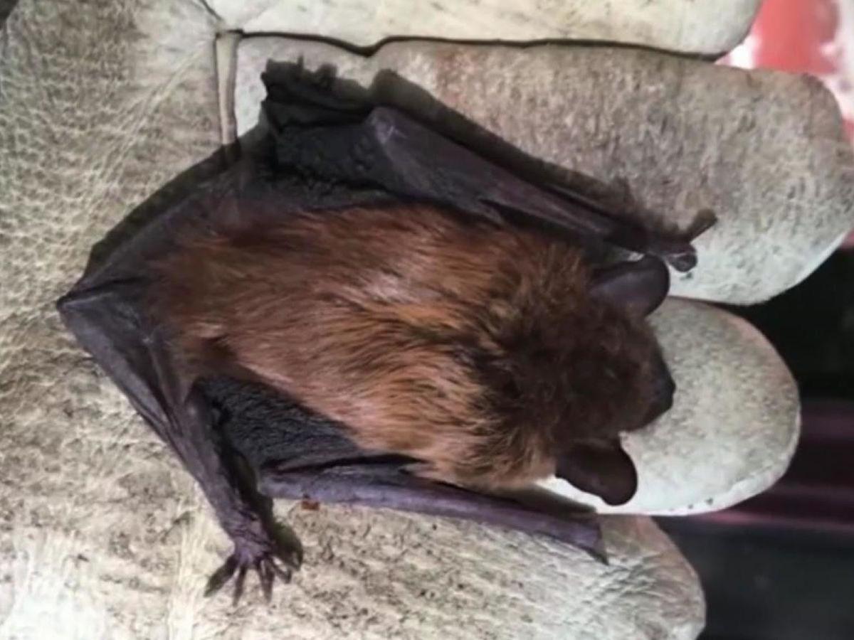 Rabid bat hiding in iPad leaps out and bites elderly man The