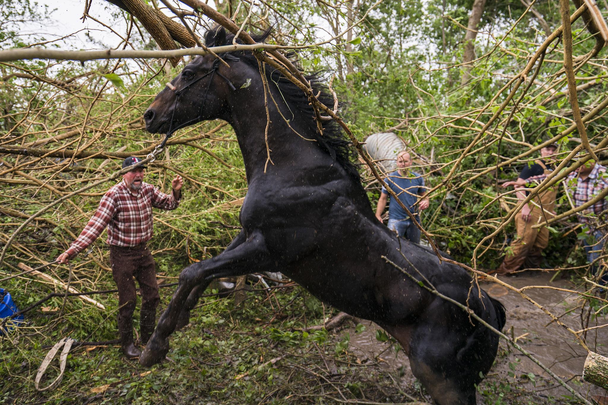 Horse rescued and dragged to safety after being flung into bog | The  Independent | The Independent