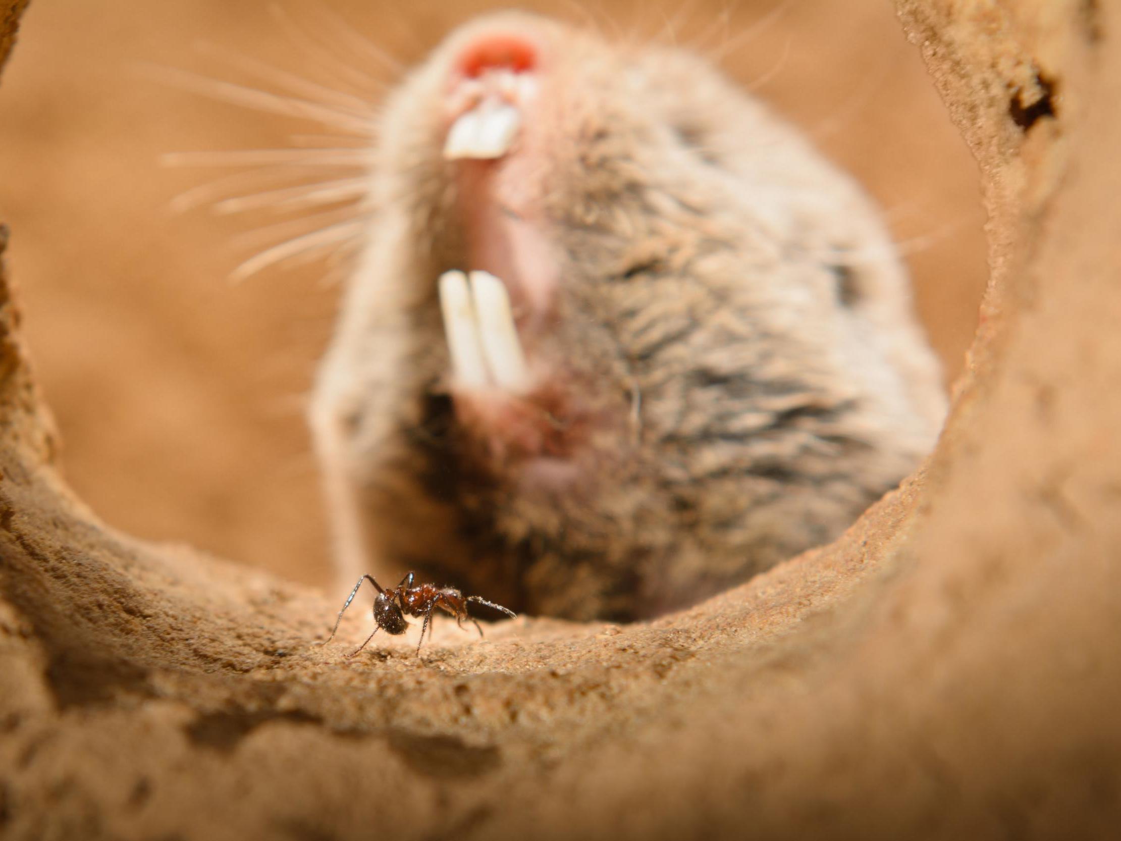 Highveld mole-rats (pictured) often share their burrows with venomous ants but have evolved not to feel their sting