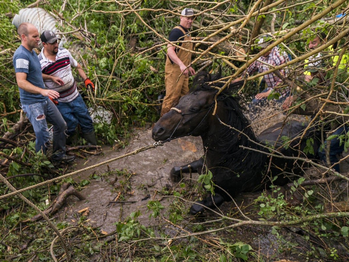 Horse rescued and dragged to safety after being flung into bog | The  Independent | The Independent