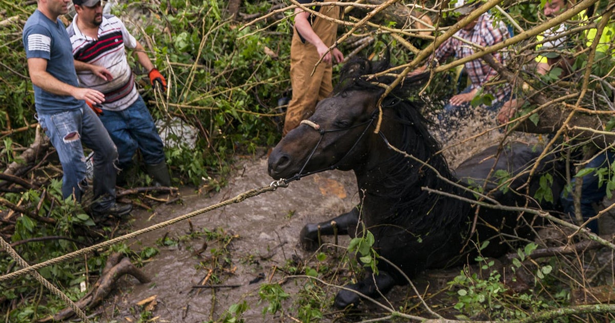 Horse rescued and dragged to safety after being flung into bog | The Independent | The Independent