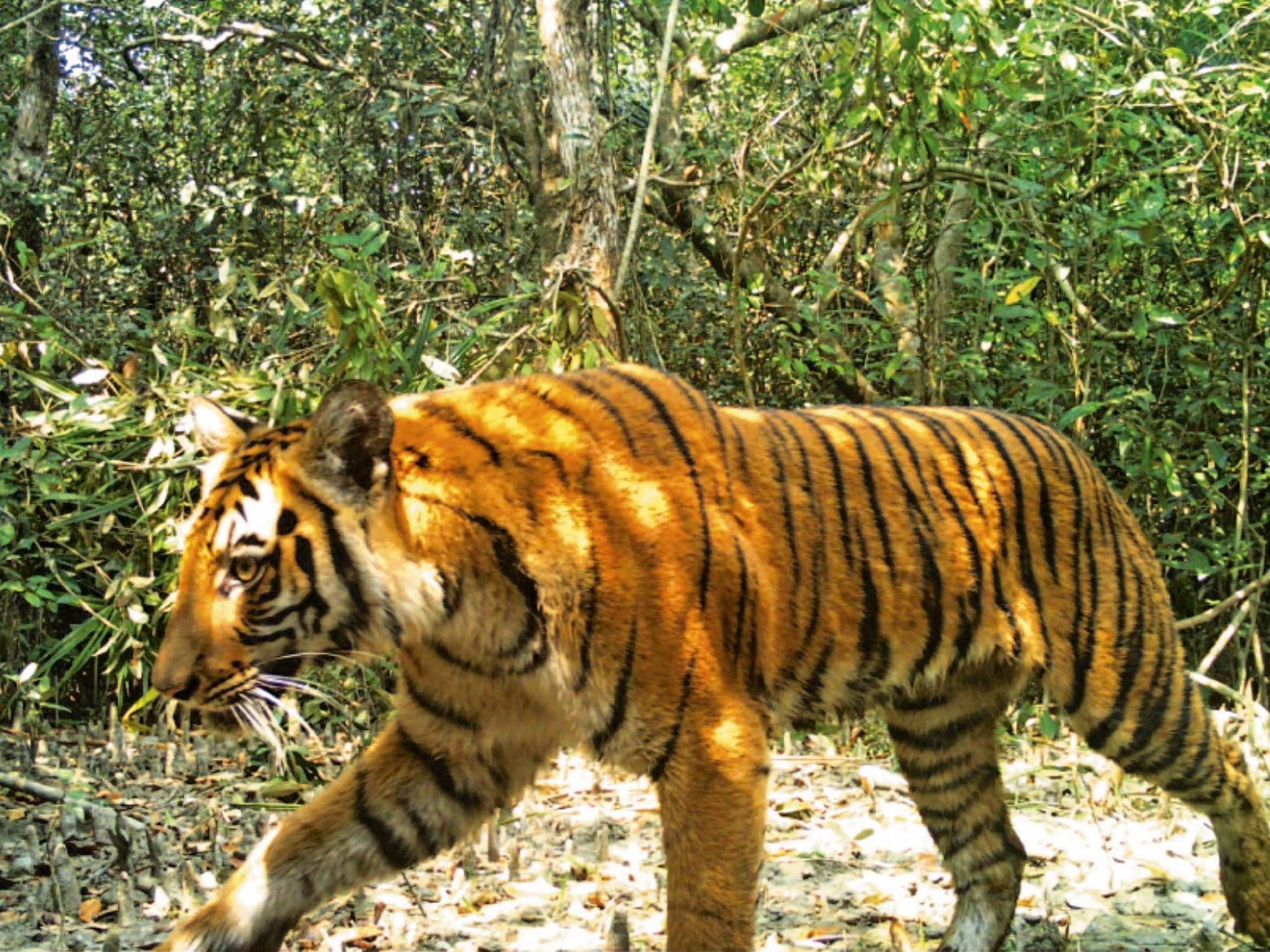 A Bengal tiger walks through the Sundarbans mangrove forest