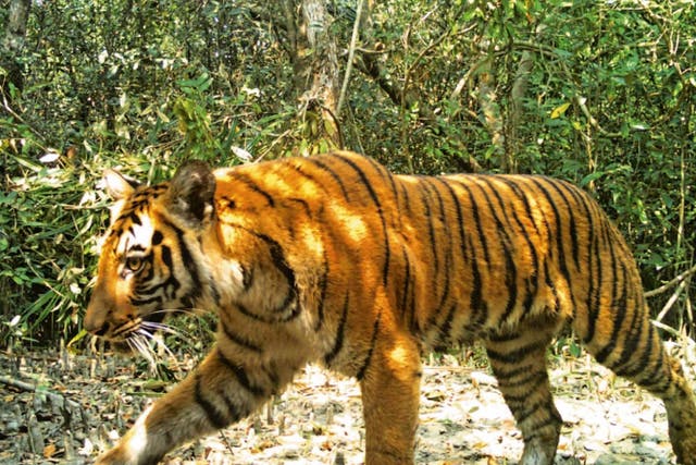 A Bengal tiger walks through the Sundarbans mangrove forest