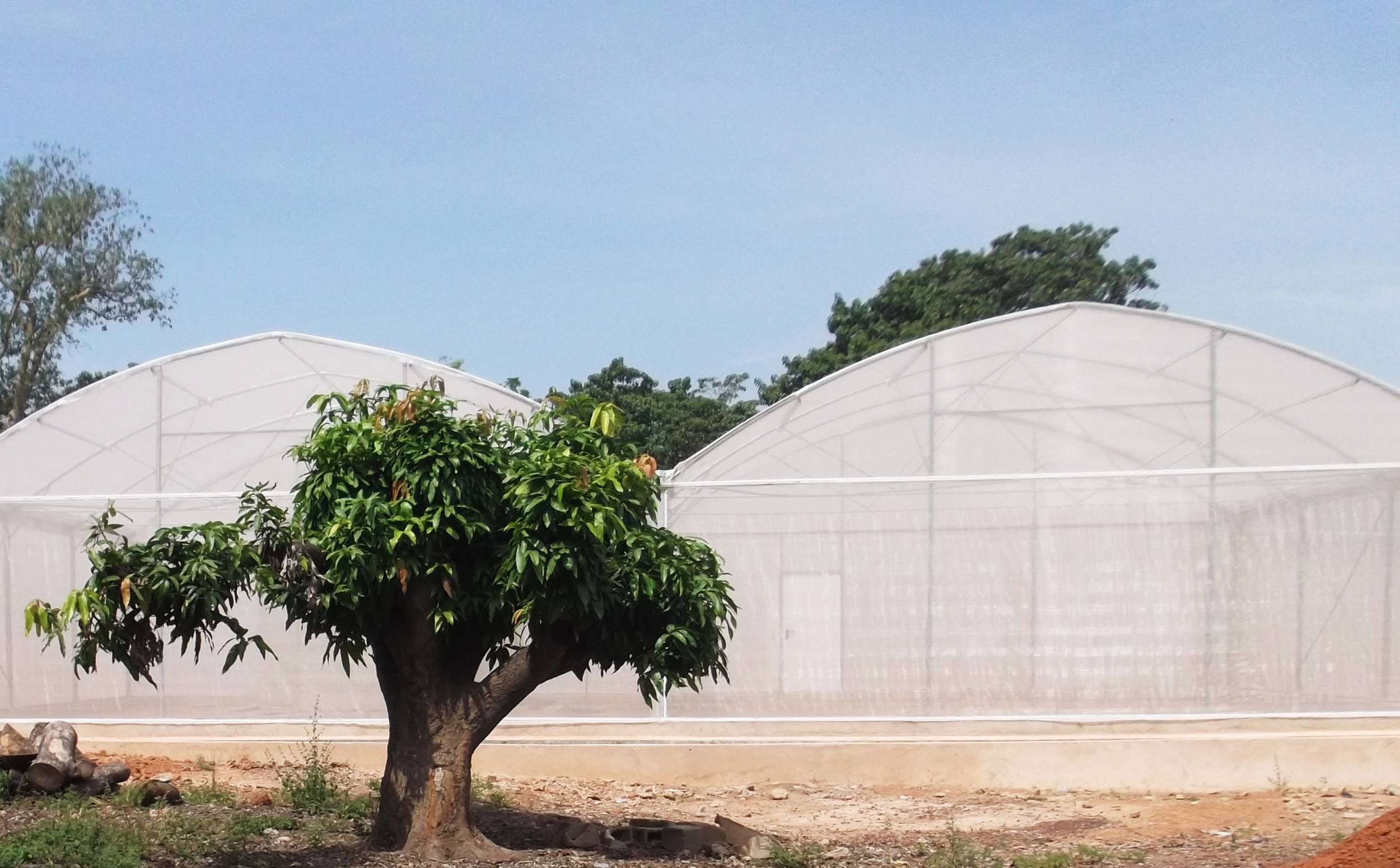 The MosquitoSphere was designed to simulate a village setting with plants, huts, small pools of water and a food source for mosquitoes