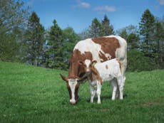 Can a cattle farm really be sustainable?