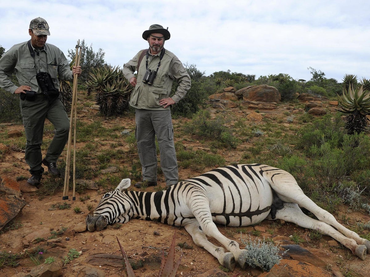 Big-game hunting group 'using influence on conservation watchdogs to  undermine protections for endangered animals' | The Independent | The  Independent