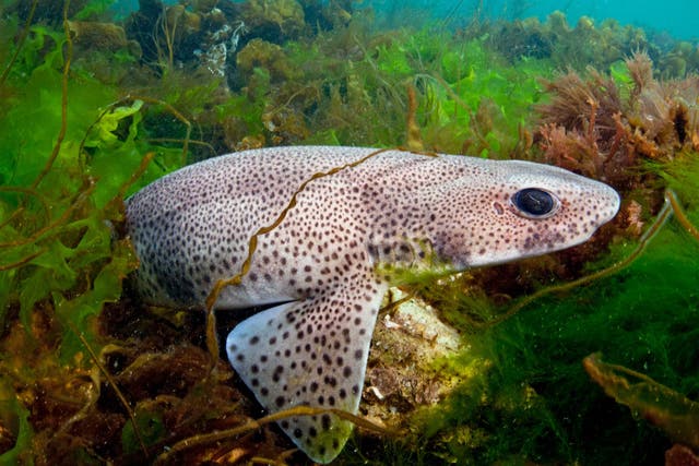 The UK's 'blue belt' area helps protect a diverse range of species, such as eider ducks, catsharks (pictured) and seahorses