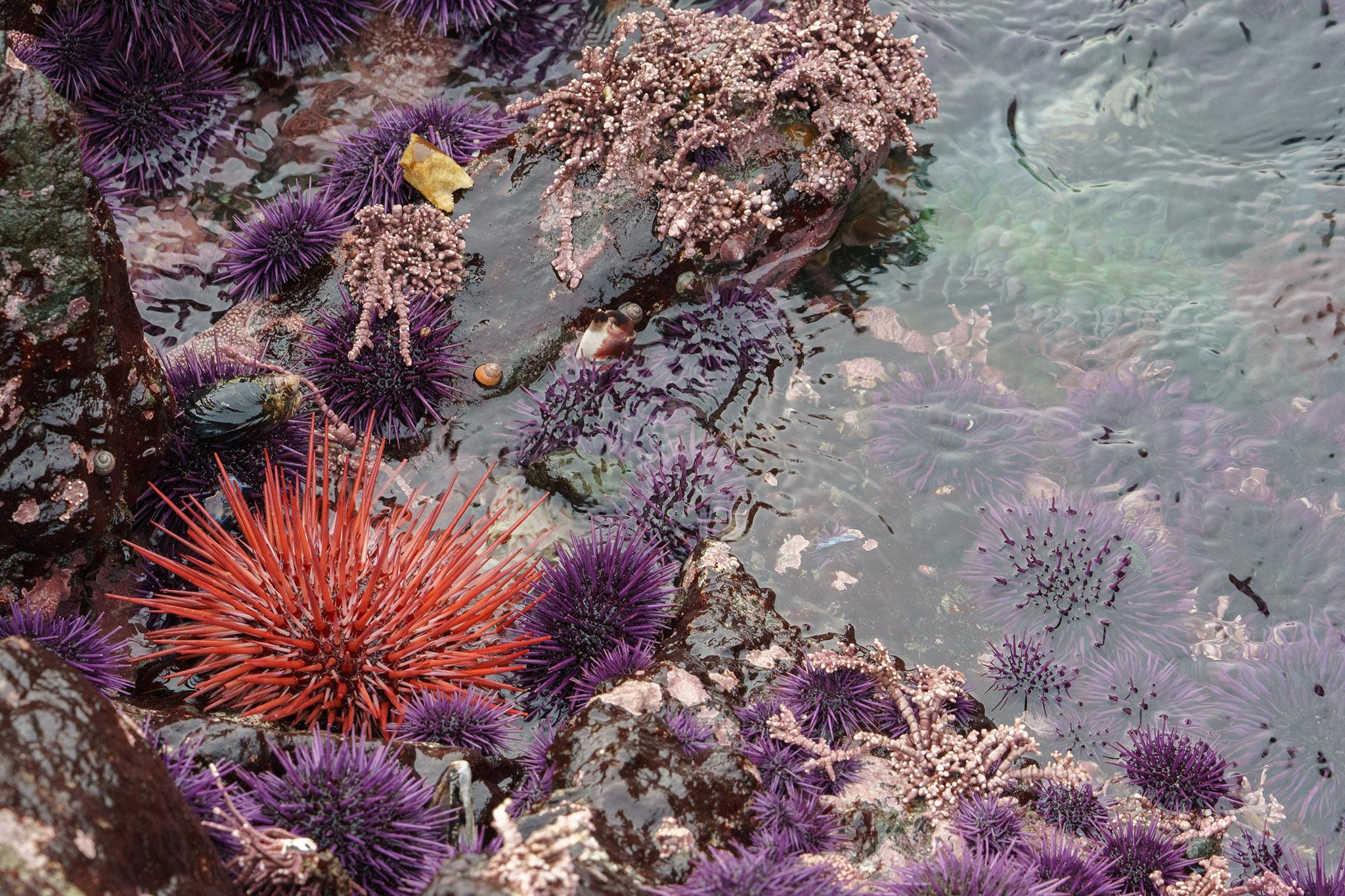 A mysterious sea urchin plague is spreading across continents, according to a new study published in Current Biology