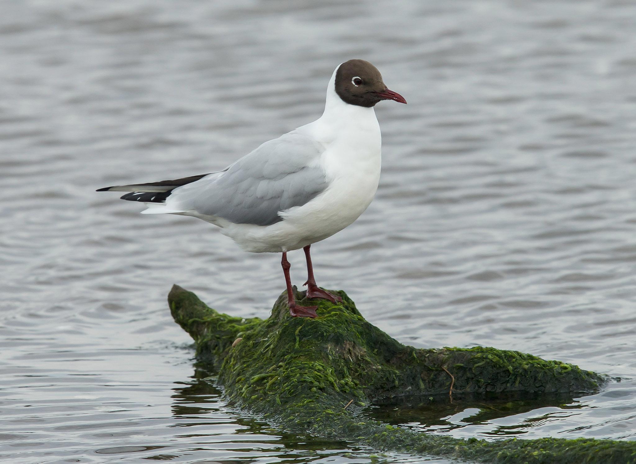 Black-headed Gulls are sociable but noisy birds, usually seen in small flocks