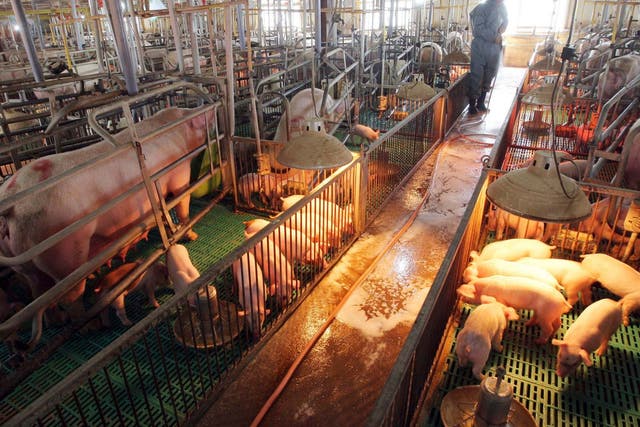 File image showing South Korean farmer spraying disinfectant to protect pigs from potential swine flu outbreak.