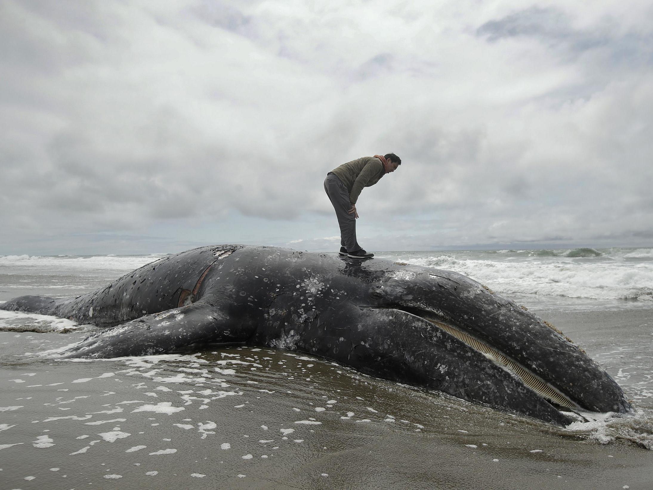 Federal scientists opened an investigation into what is causing a spike in grey whale deaths along the West Coast of the US in 2019. So far, about 70 whales have stranded on the coasts of Washington, Oregon, Alaska and California, the most since 2000.