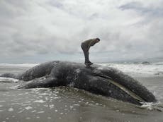 Spike in Grey Whale deaths to be investigated by US scientists