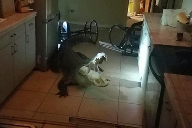 The 11ft alligator that broke into a woman's home in the dead of night – forcing the scared Floridian to call the Clearwater Police Department.