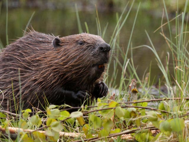 Encouraging species including beavers to breed and spread is one aim of those behind the rewilding vision