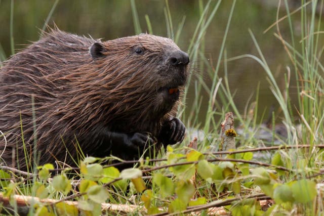Encouraging species including beavers to breed and spread is one aim of those behind the rewilding vision