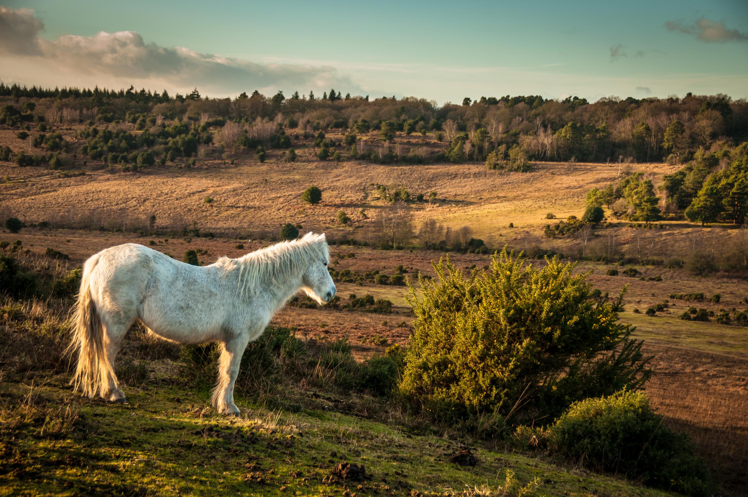Ponies roam the New Forest, one of England’s most popular nature locations
